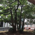 横浜開港記念日に合わせていきたい「横浜開港資料館」。ペリーと黒船来航の歴史を見つめる「木」がここに