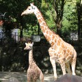 金沢動物園：動物の赤ちゃん、続々と一般公開中！小学生未満は入場無料 [金沢区]