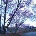 保土ヶ谷公園の桜が徐々に開花し始めていました（2016年3月26日）