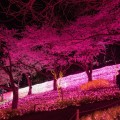 桜とイルミネーションが始まります。相模湖で2000本の夜桜とイルミネーション [3月18日から]