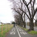 桜が400本以上。海軍道路桜並木、満開まであと少し（2016年3月29日）