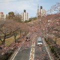 若葉台桜並木、満開まであと少し。レアな桜スポット紹介（2016年3月29日）