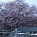 一足先に満開になる桜：東急田園都市線「江田」駅前の桜が満開です