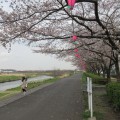 鴨居の桜祭りは、ららぽーと帰りに立ち寄れちゃう近さ [4月2日]