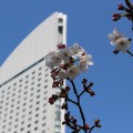 横浜各地の桜の開花状況を見てきました。新港パークや野毛山公園など6つ（2016年3月29日）