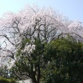 根岸森林公園に、桜の様子を見に行ってきました。（2016年3月25日）