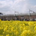菜の花が満開！ 隠れた名所は、駅前に。[川和町駅前の菜の花畑] – 3/28写真追加