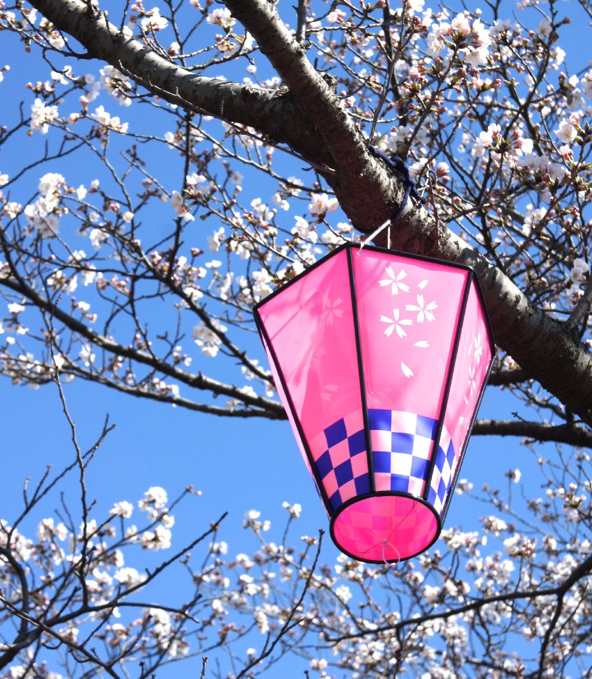 横浜市内の 桜まつり まとめ９選 今週末がピークです 4月2日3日 横浜 湘南で子供と遊ぶ あそびい横浜 湘南