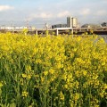 東横線「綱島」駅近くで菜の花が満開。電車も見えて、走って遊べる穴場スポットです。