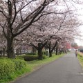 新横浜駅前公園の桜は満開。横浜アリーナ裏で桜を見つけました