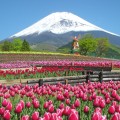 ゴールデンウィークに見頃。21万本のチューリップと富士山を楽しむ「天空のチューリップ祭り」