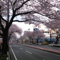 十日市場の桜並木が見ごろです [緑区]