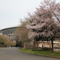 日産スタジアムのある新横浜公園で桜が満開