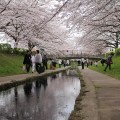 週末の買い物エリアに桜×チューリップのお花見スポットが。[IKEA港北店近く 江川せせらぎ緑道]