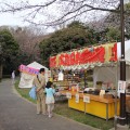富岡総合公園で桜開花。屋台も出店！