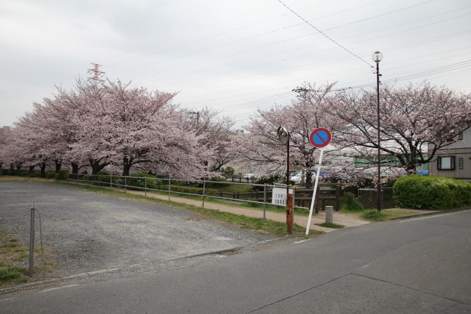 週末の買い物エリアに桜×チューリップのお花見スポットが。[IKEA港北店近く 江川せせらぎ緑道] 横浜・湘南で