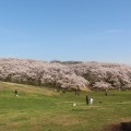 横浜で桜を親子で楽しむならこの公園。広い芝生に遊具、馬にも乗れる博物館も「根岸森林公園」（神奈川県公式サイト[マグカル]にasobii記事が掲載）
