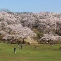 根岸森林公園の桜が満開！ [16年4月6日フォトレポート。アクセス方法]