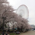 みなとみらい新港パークの桜が満開！ おとなりの汽車道も満開 [2016年4月6日]