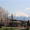 今から桜が満開に！進級の記念写真に。川で遊べる！日帰りできる。富士山と桜の絶景。 [GW横浜から1時間シリーズ：山梨県 忍野八海(おしのはっかい)]