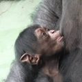 野毛山動物園：チンパンジーの赤ちゃんに会いに行こう! ぴったりの愛称選びもスタート