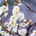 親子で1日旅行気分で、楽しめる梅祭り。横浜・神奈川の梅を楽しめるコースを11集めました（神奈川県公式[マグカル] 外部サイト提供）