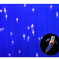 1000匹のクリオネが舞う。寒い冬に幻想的な流氷の妖精「クリオネ」を観に行こう[2月26日(日)まで]