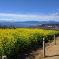 吾妻山公園：菜の花と富士山を一緒に！遊具も充実の穴場。吾妻山公園に行ってきました。横浜から1時間 [神奈川県二宮町]
