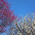 岡村公園：梅の季節に行きたい！谷戸の斜面を利用した大きな梅林をぶらり散策。遊具や広場でも楽しめます。[磯子区]