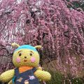 大倉山公園の観梅会に行ってきました！観梅会は出店もいっぱい。200本の梅が春の訪れを感じさせてくれます。[港北区]