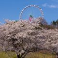 相模湖で桜まつり。2500本もの桜が春の相模湖を演出。桜の”天の川”や夜桜イルミネーションも [3月25日]