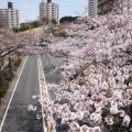 隠れた桜スポット「旭区・若葉台の桜並木」がきれいでした！（2017年4月6日）