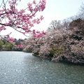 県内有数の名所、三ツ池公園はもうすぐ桜の満開を迎えます！(写真レポート2017年4月6日)