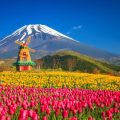 21万本のチューリップが咲く「富士山の裾野 天空のチューリップ祭り2017」開催中[5月21日まで]