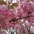 菊名桜山公園：桜の見納めは八重桜！横浜で八重桜の隠れた名所といえばここ！（写真レポート2017年４月18日）