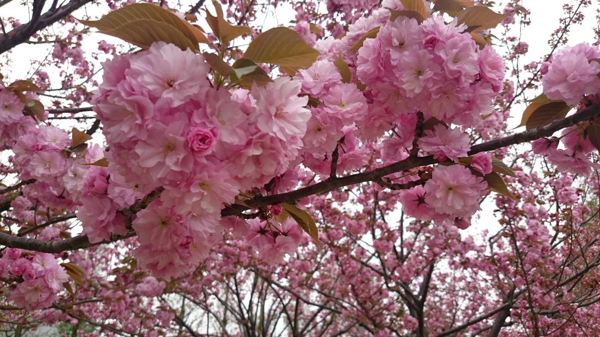 菊名桜山公園 桜の見納めは八重桜 横浜で八重桜の隠れた名所といえばここ 写真レポート17年４月18日 横浜 湘南で子供と遊ぶ あそびい横浜 湘南