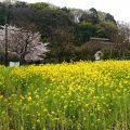 トレッサ横浜のすぐ近く。古民家と桜の共演を楽しめます！（みその公園「横溝屋敷」：写真レポート2017年４月10日）