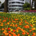 「横浜公園」のチューリップが見ごろです！（写真レポート：4月15日撮影 ガーデンネックレス横浜2017）