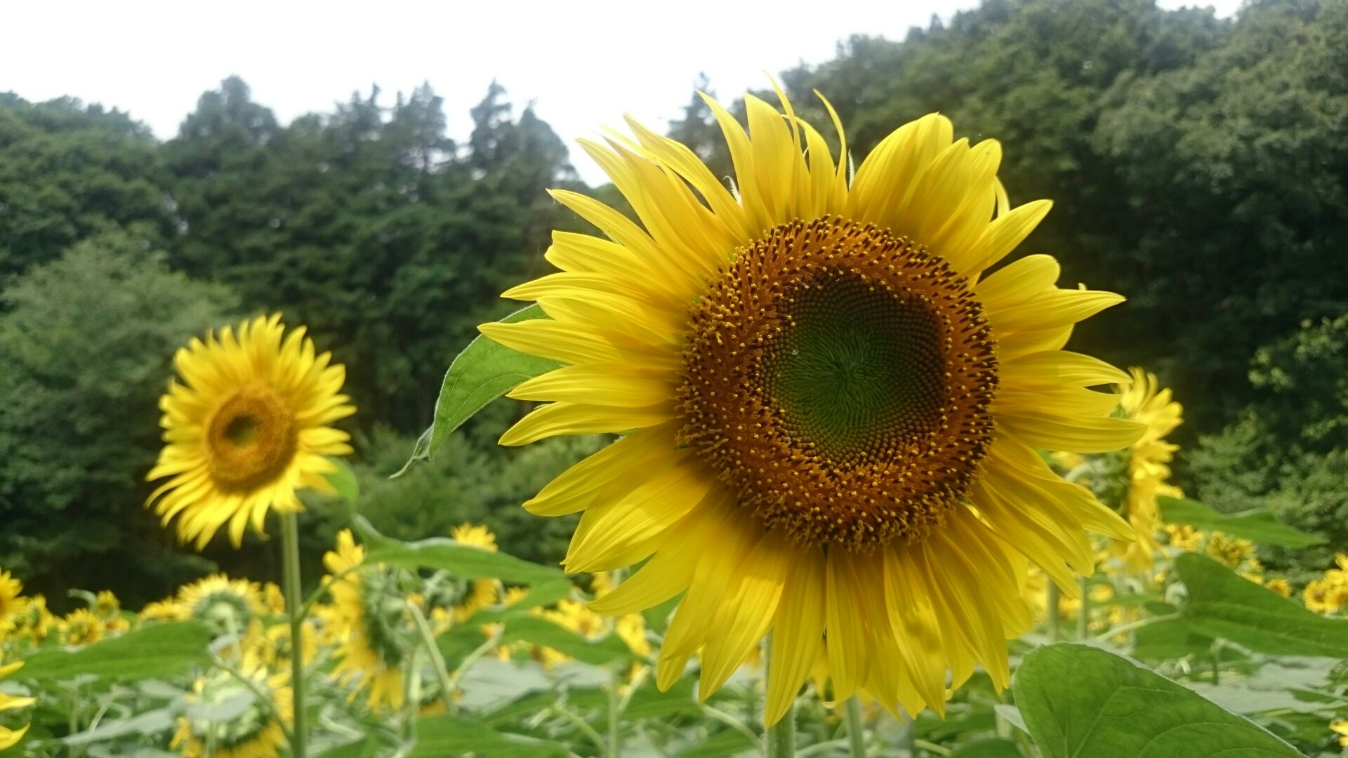 横浜市でひまわりといえばここ！一面のひまわりは壮観のひとこと