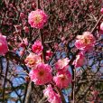 保土ヶ谷公園の梅が開花！梅まつりは2月24日（土）開催。 [2018年2月12日フォトレポート]