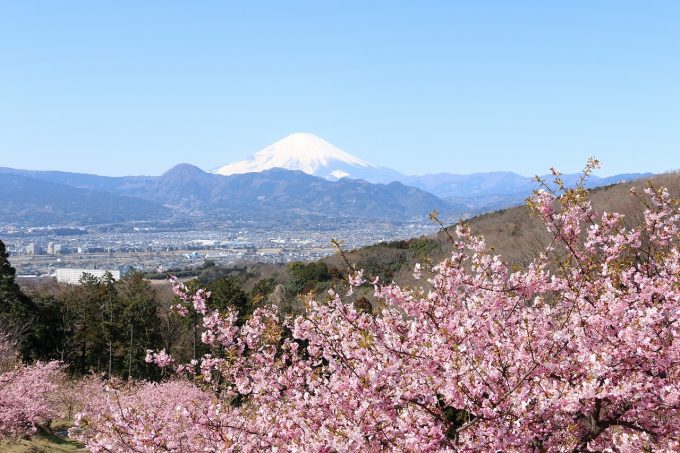 桜の中を走るロングすべり台にとミニslに子供も大満足 富士山と桜 横浜から1時間の穴場を発見です 湘南エリア 横浜 湘南で子供と遊ぶ あそびい横浜 湘南