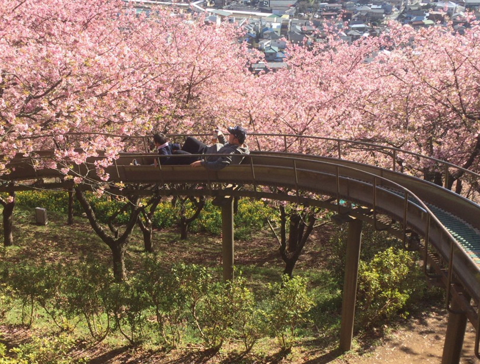 桜の中を走るロングすべり台にとミニslに子供も大満足 富士山と桜 横浜から1時間の穴場を発見です 湘南エリア 横浜 湘南で子供と遊ぶ あそびい横浜 湘南