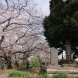 幸ヶ谷公園[神奈川区]の桜開花情報です！（2018年3月24日写真レポート）