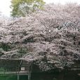 岸根公園[港北区]の桜開花情報です！（2018年3月26日写真レポート）