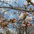 3月23（金）現在の平塚市総合公園の桜開花情報です！