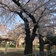 辻堂「駅前町公園」：隠れた桜の名所・藤沢市辻堂「駅前町公園」行ってきました。駅前でお花見を楽しめる、ちょい寄りに便利！と評判です（2022年update版：3月27日桜レポ付き）