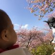 富士山と桜の競演「まつだ桜まつり」（足柄）に親子で行ってきた[パパレポ]