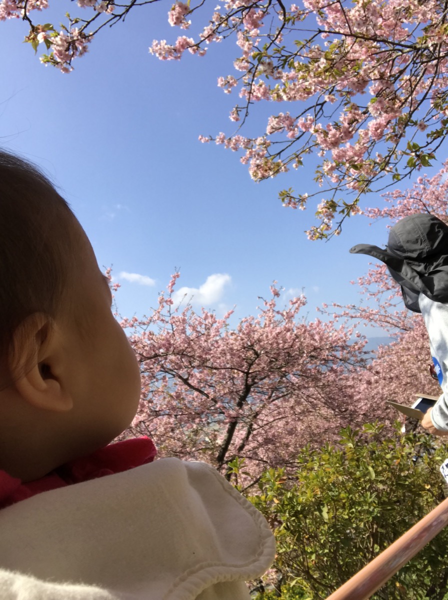 まつだ 人気 桜 まつり ベビーカー