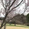 四季の森公園の桜はこれから見ごろ！さくらの谷も順番に桜が開花します[フォトレポ 3月19日現在]