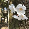 横浜のお隣、大和市・引地台公園が親子連れのお花見スポットに　桜はほぼ満開（写真レポート 2018年3月25日現在）